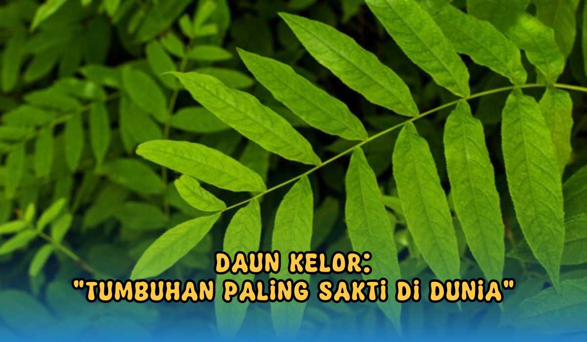 Daun Kelor Tumbuhan Sakti di Dunia, Konon Bisa Sembuhkan Lebih 300 Jenis Penyakit, Juga Ampuh Atasi Flek Hitam