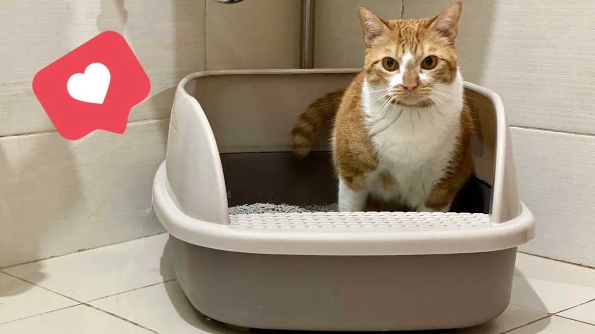 Kucing Suka Buang Air Sembarangan? Ikuti 7 Solusi Praktis Ini!