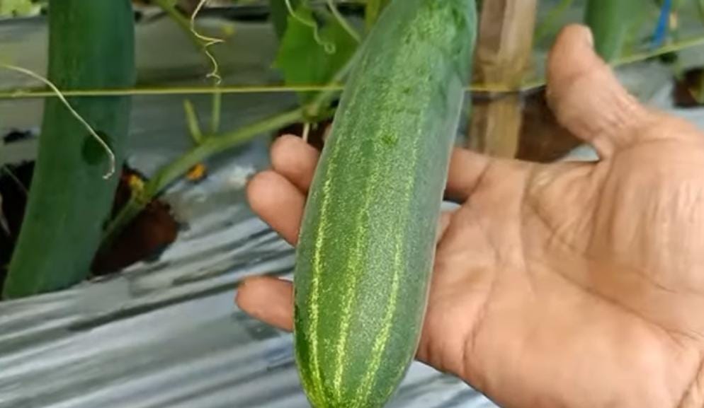 Banyak Orang Belum Tahu! Tenyata Ini 5 Manfaat Buah Timun