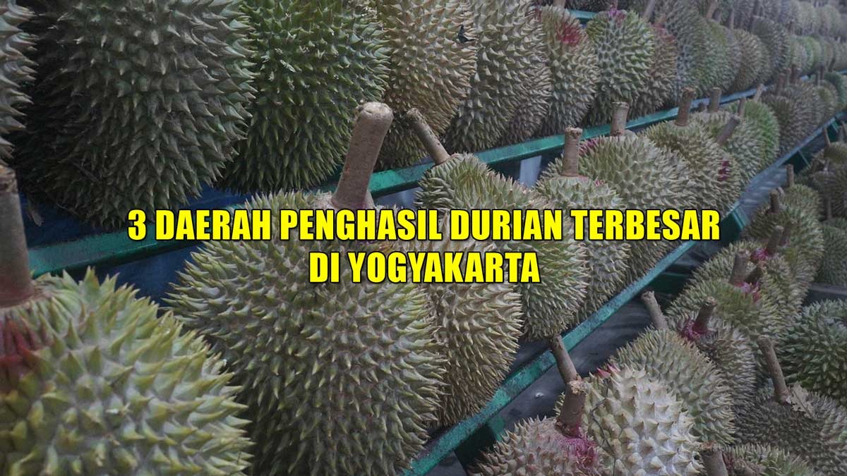 3 Daerah Penghasil Durian Terbesar di Yogyakarta, Kabupaten Sleman Masuk Daftar, Lalu Juaranya?