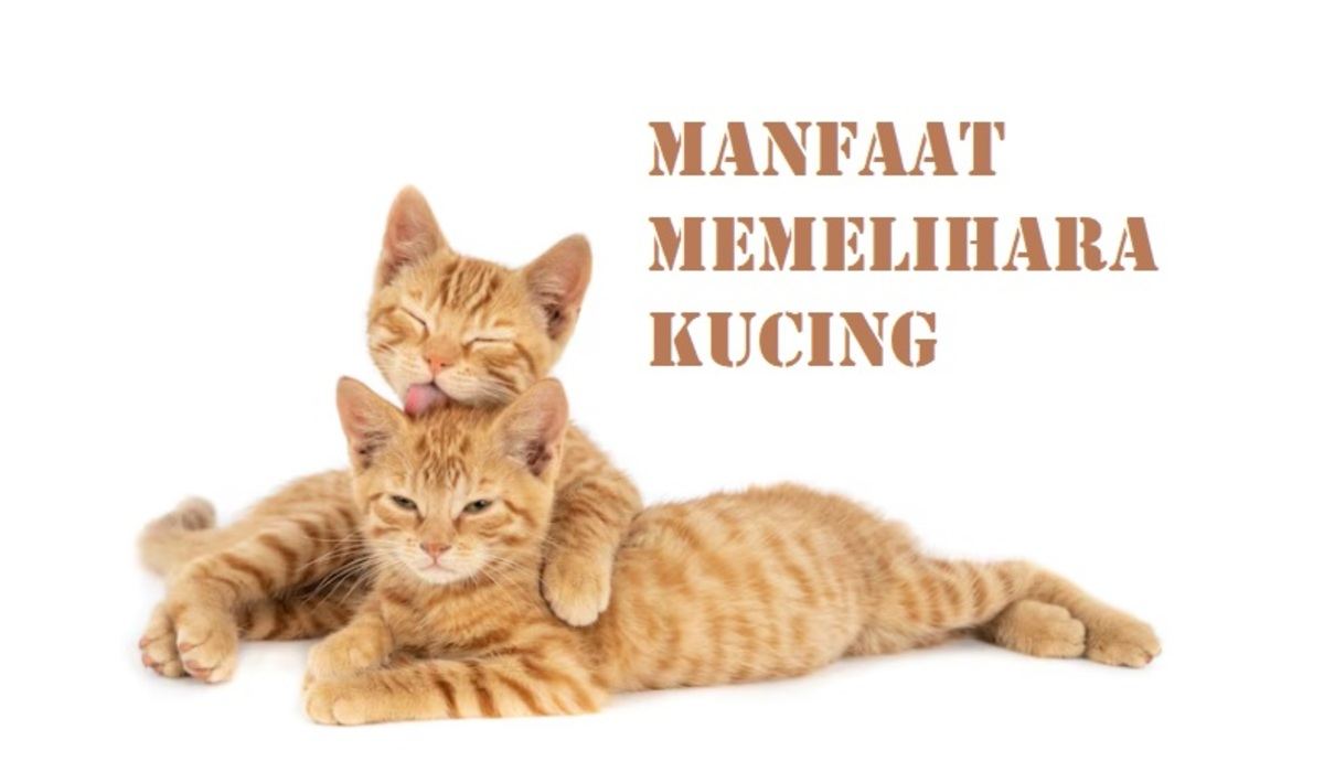 Ini 6 Manfaat Memelihara Kucing yang Wajib Diketahui, Nomor 5 Diharapkan Semua Umat Muslim