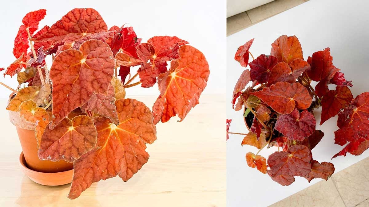 Miliki Bentuk yang Unik dan Warna Merah Cerah, Tanaman Hias Begonia Autumn Ember Paling Diburu Tahun Ini 