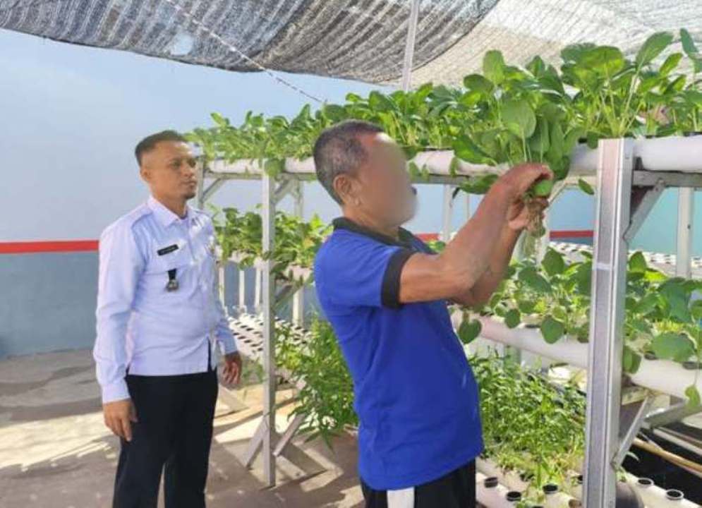 Lapas Sekayu Panen Sayur Sawi Dan Kangkung Hasil Budidaya Hidroponik