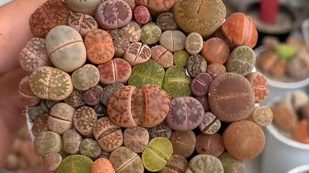 Inilah Fakta Menarik dan Lengkap Tanaman Hias Lithops: Si Batu Hidup yang Memukau 