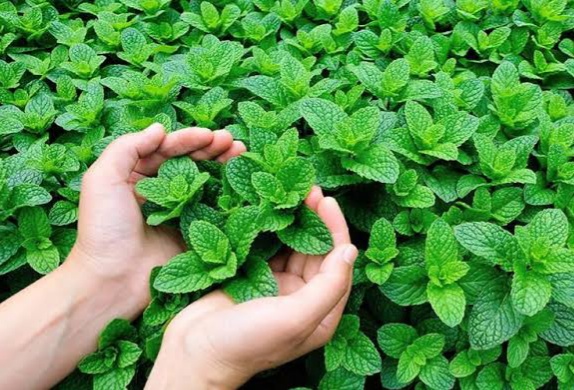 Selain Menyegarkan Tenggorokan, Ini 6 Khasiat Daun Mint, Sangat Berguna untuk Kesehatan