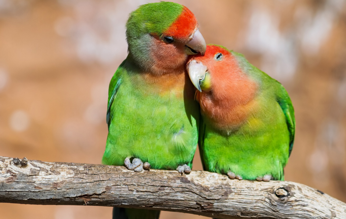 WOW CANTIKNYA! 10 Rekomendasi Burung Lovebird yang Bulunya Cantik Mempesona, Peliharalah di Rumah