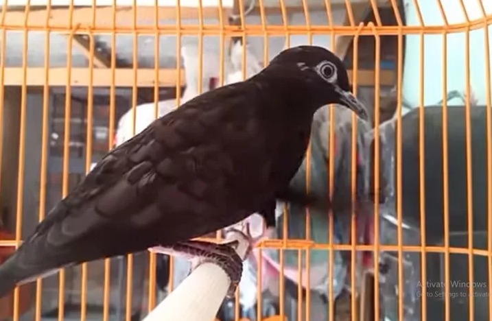 3 Keistimewaan Perkutut Katuranggan Cemani Majapahit, Tuahnya Dahsyat, Ini Ciri Khususnya!