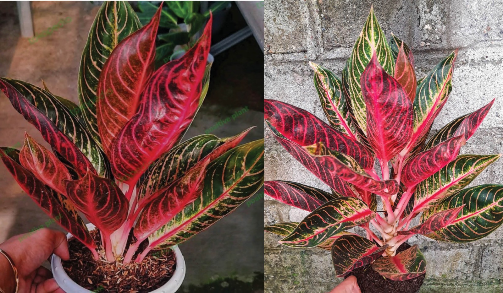 Pesona Eksotis Aglonema Sumatra, Tanaman Hias Paling Dicari dengan Kombinasi Warna yang Mengagumkan