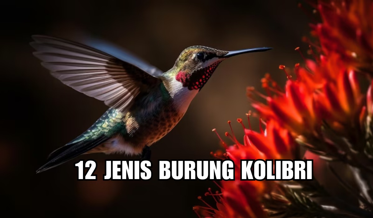 Ternyata Ada 12 Jenis Burung Kolibri yan Paling Bagus Di Indonesia, Kolibri Ninja Suaranya Tajam