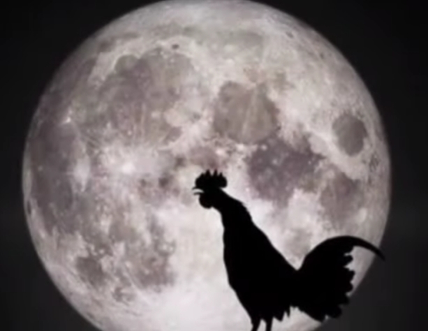 Boleh PERCAYA atau TIDAK: Ini 5 Mitos Ayam Berkokok di Malam Hari, Nomor 2 Ada Makhluk Ghaib