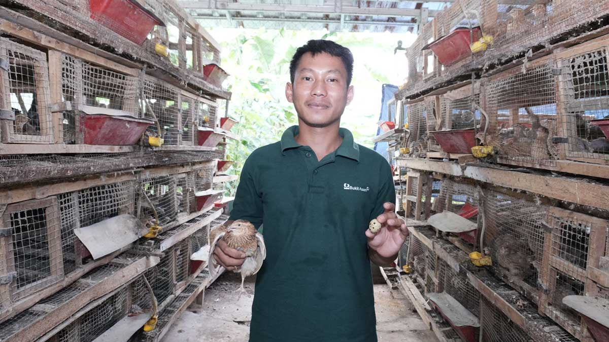 Desa Impian: PTBA Ubah Hidup Warga Sleman dari Tambang Ilegal ke Budidaya Puyuh