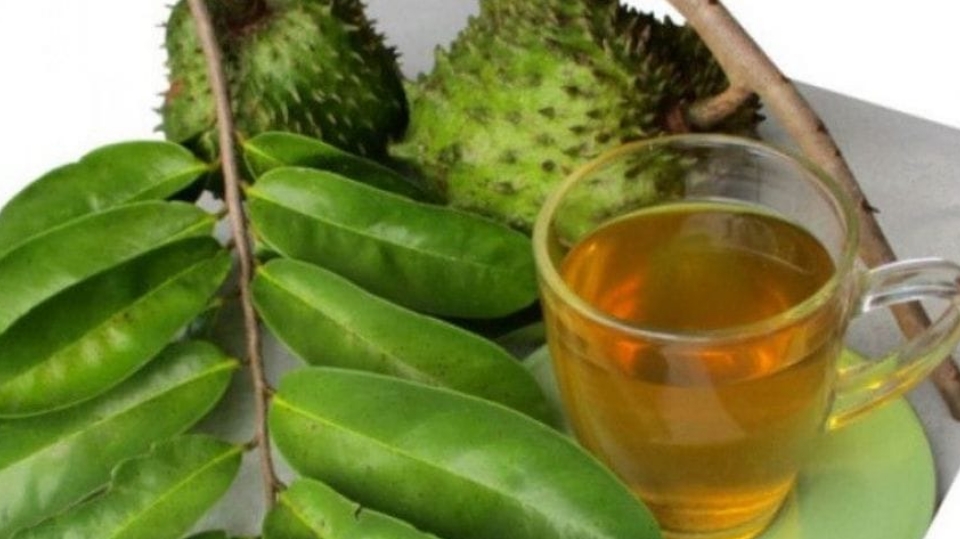 Rekomendasikan 10 Tanaman Obat Untuk Melawan Sel Kanker