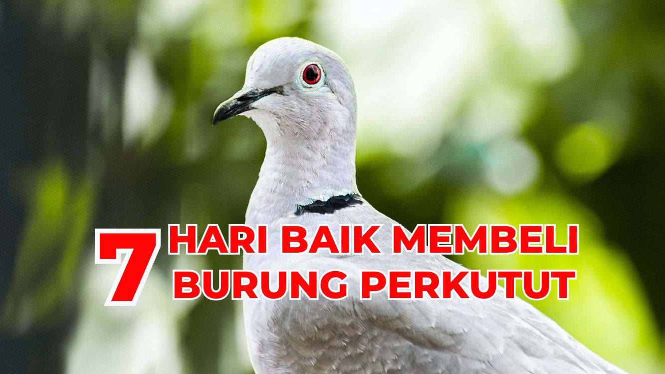 Menurut Primbon Jawa, Ini Lho 7 Hari yang Baik Untuk Membeli Burung Perkutut