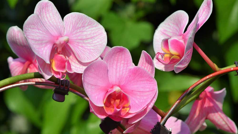 Pesona Estetika Tanaman Hias, 8 Tips Merawat Bunga Anggrek Agar Tumbuh Cantik dan Sehat