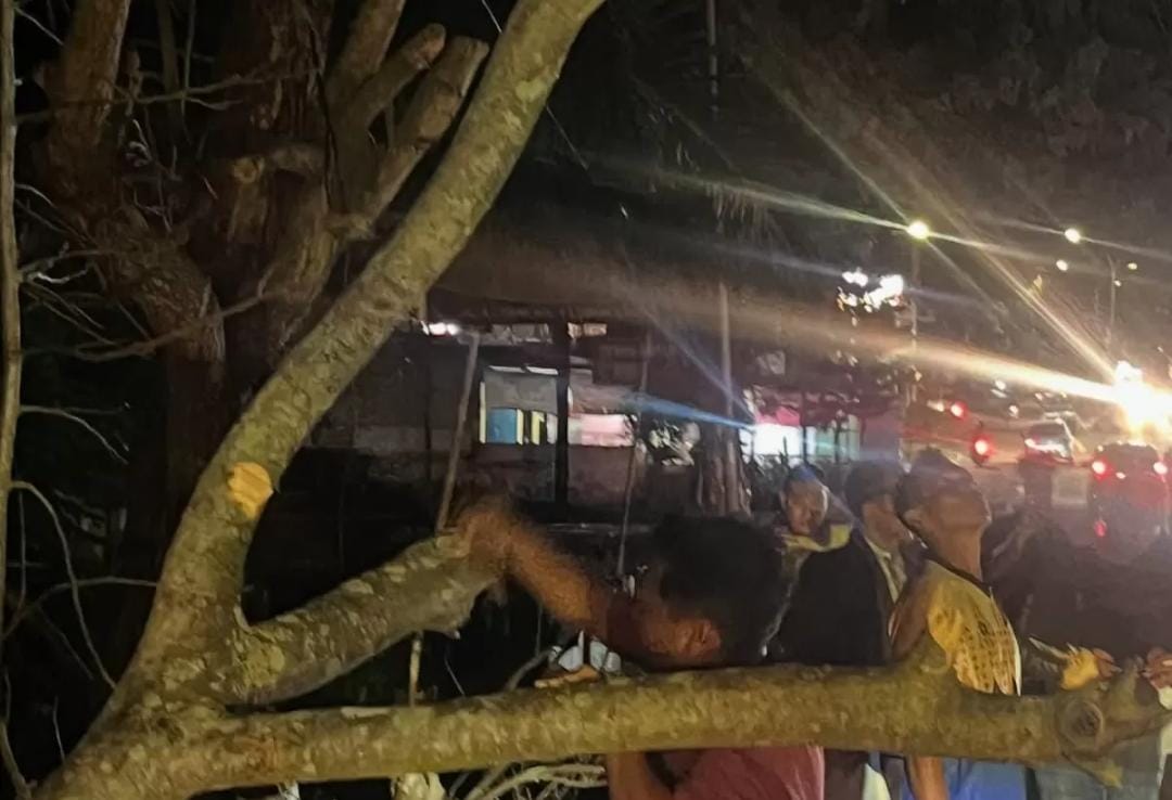 Respon Cepat! Petugas DLH Kota Lubuk Linggau Evakuasi Pohon Tumbang