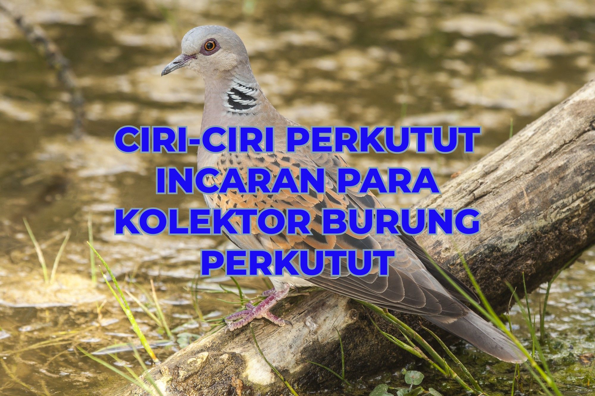 Incaran Miliander dan Kolektor Burung Perkutut di Indonesia, Yuk Kenali Ciri-Cirinya