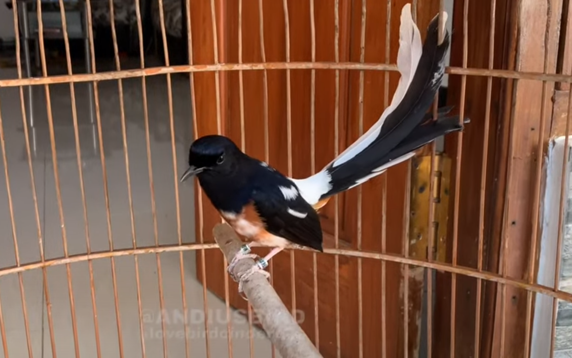 Simak! 6 Cara Praktis Merawat Burung Berkicau agar Cepat Gacor, Nomor 2 Paling Krusial
