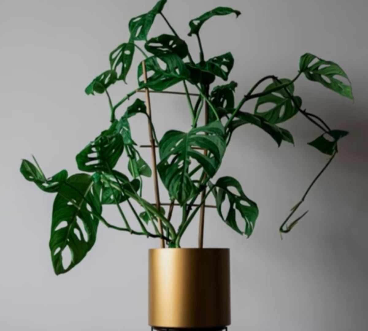 Berikut 7 Cara Sederhana Merawat Tanaman Hias Janda Bolong