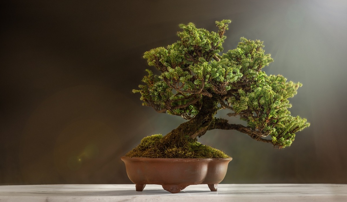 4 Gaya Bonsai Paling Unik, Cocok untuk Mempercantik Rumahmu