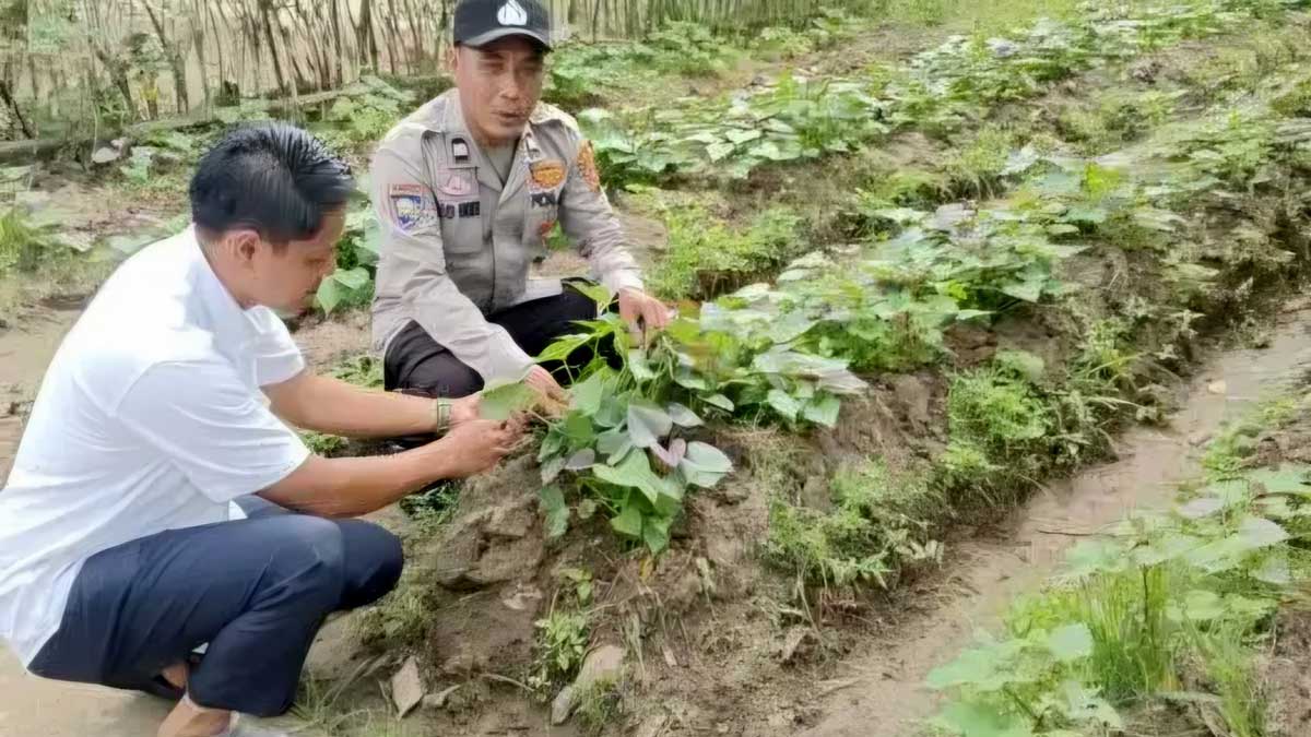 Jangan Biarkan Lahan Nganggur! Polsek Belitang II Bagikan Tips Bertani Produktif