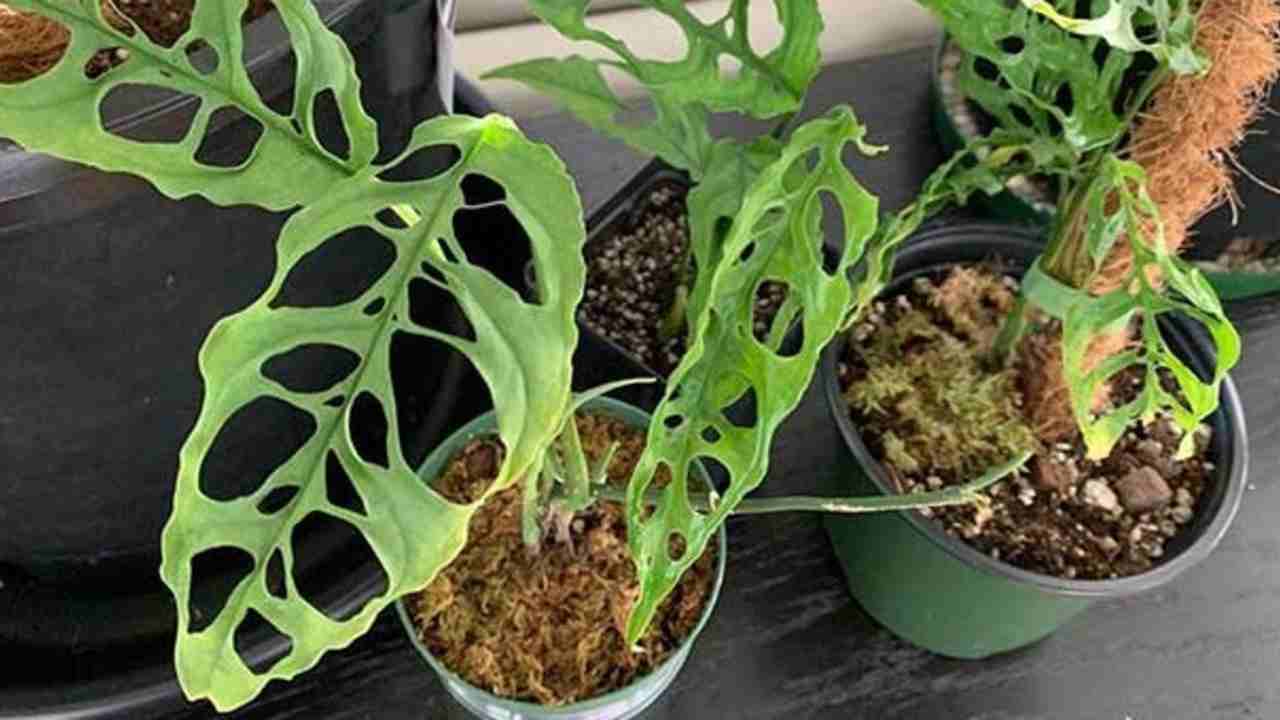 Ingin Rumah Terlihat Estetik? Tanaman Monstera Jadi Jawaban Favorit