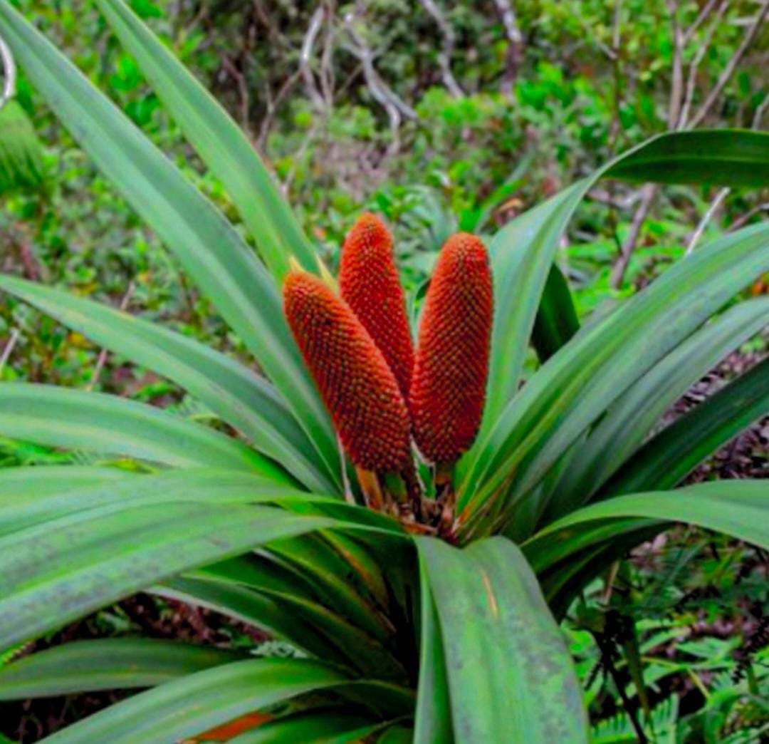 Khasiat dan Manfaat Buah Merah, Rahasia Kesehatan dari Hutan Papua yang Tersembunyi