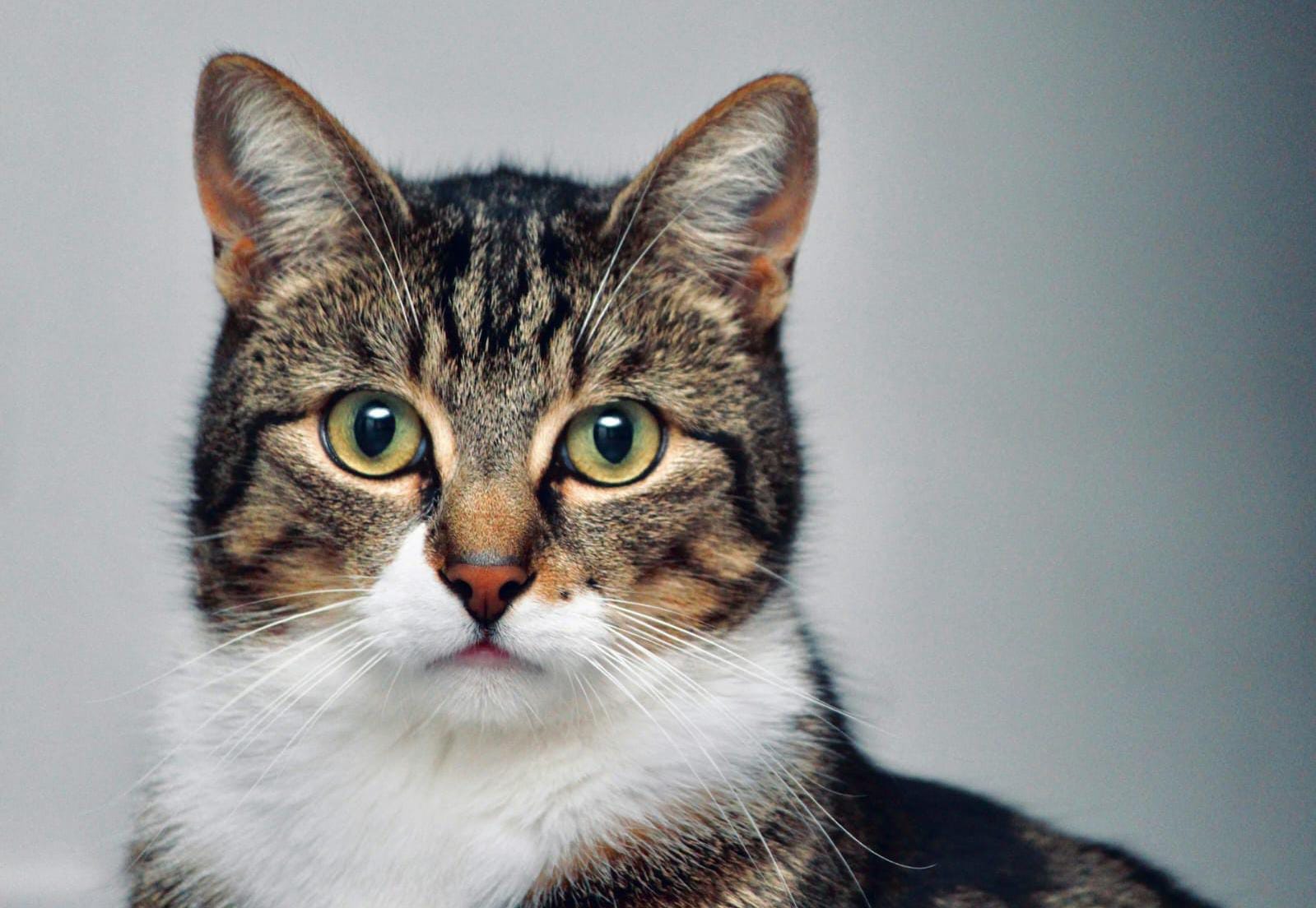 15 Cara Ampuh Agar Kucing Kapok Bab Sembarangan