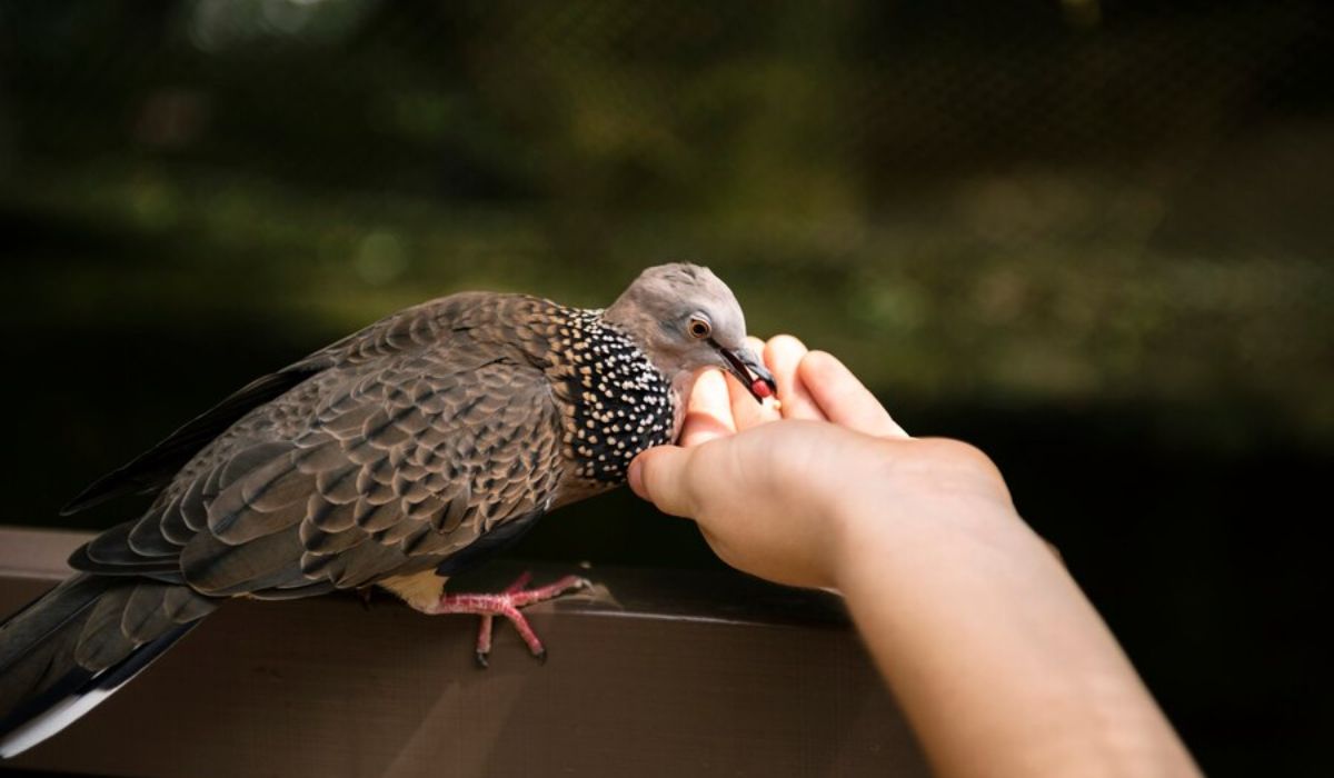 Harmoni Seruling Alam: Inilah 5 Alasan Mengapa Memelihara Burung Perkutut Dapat Menenangkan Jiwa, Ternyata...