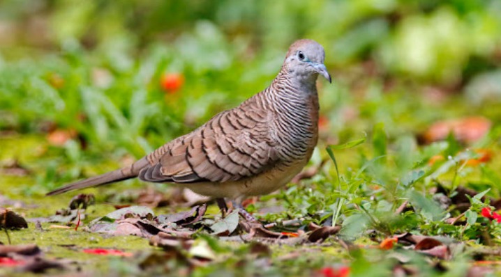Kenali Ciri-ciri Perkutut Banyu Mili, Burung Penarik Rezeki Berlimpah