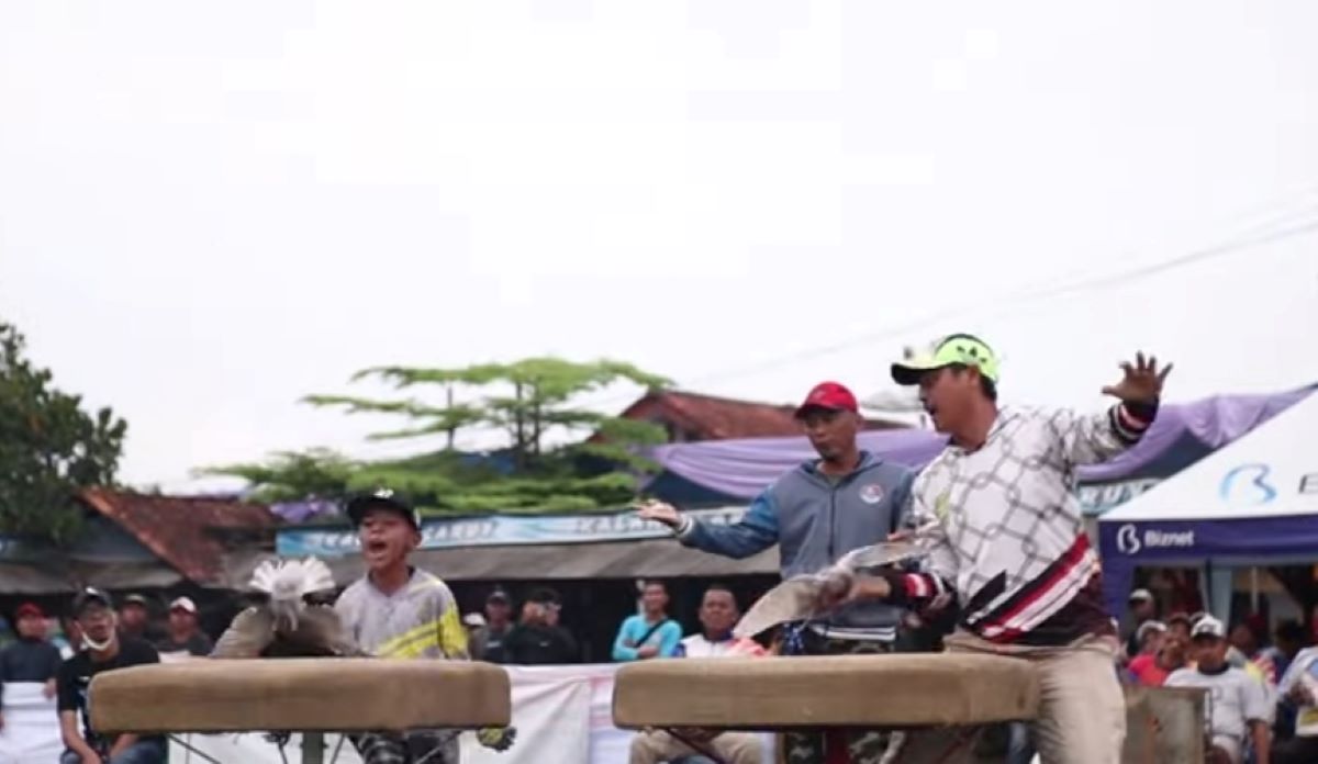 8 Fakta Mencengangkan Tentang Burung Merpati yang Harus Kamu Ketahui!