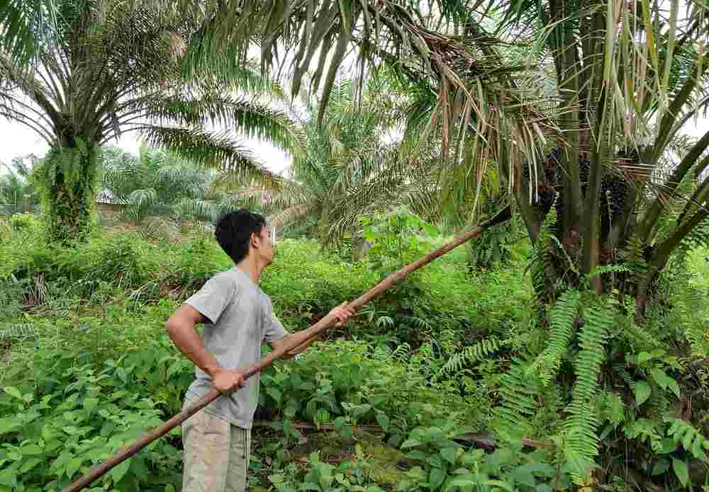 Harga Buah TBS Sawit di Muratara Bertahan di Angka Rp 1.000