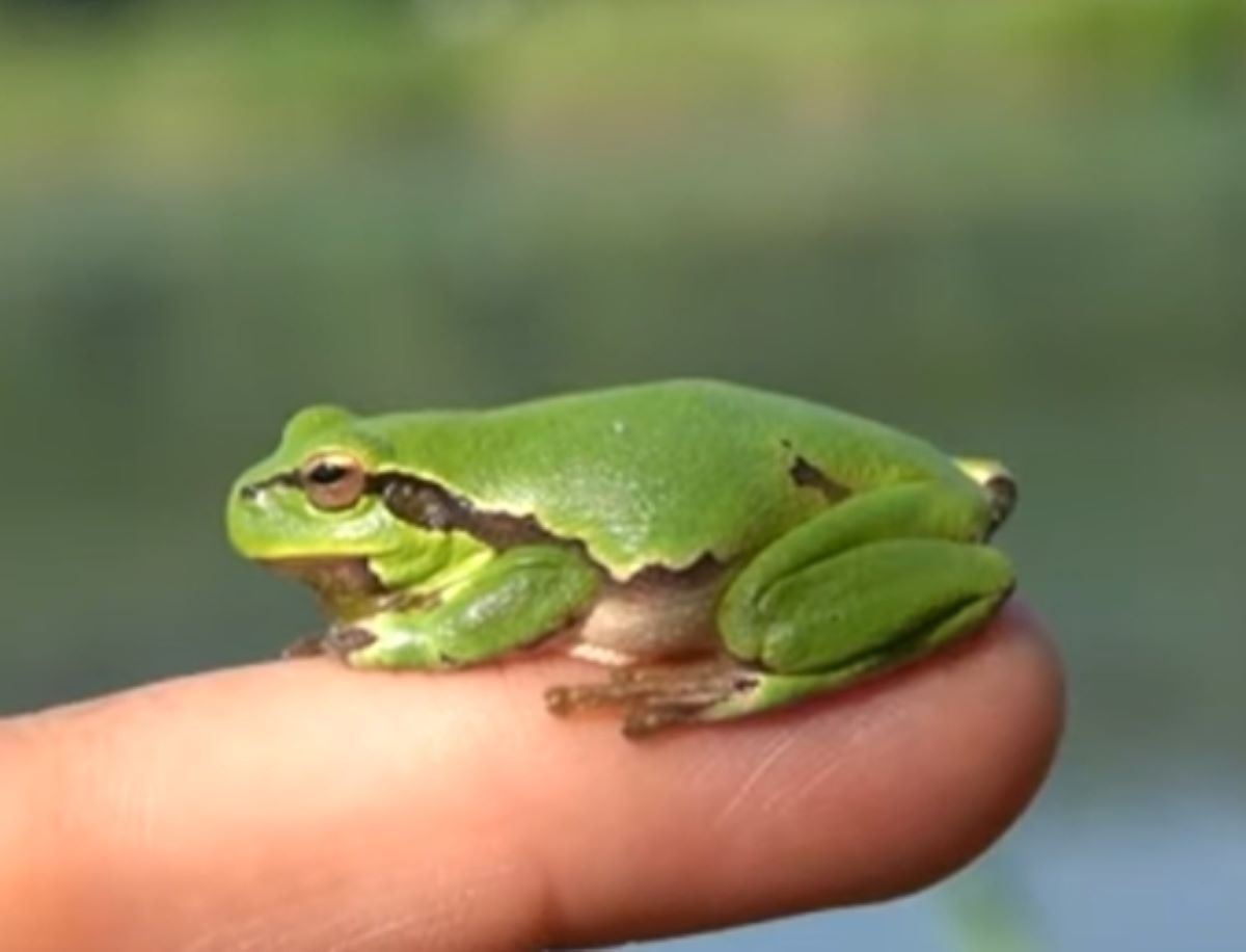 Ini lho 5 Peran Katak Dalam Proses Rantai Makanan dan Alam, yuk Simak Ulasannya 