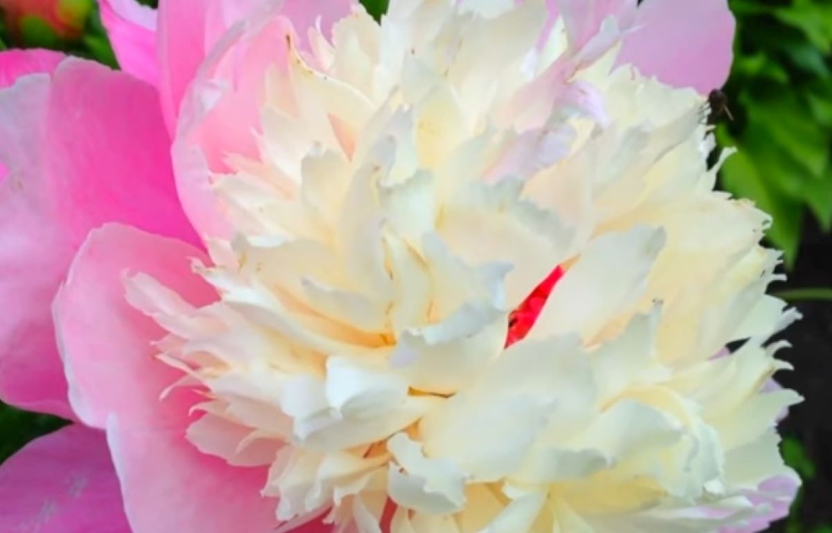6 Fakta Menarik Bunga Peony: Ternyata Bisa Meringankan Gigitan Ular