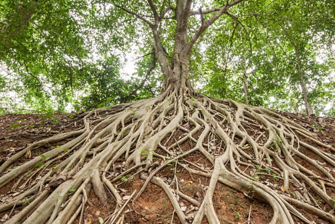 BURUAN TEBANG! 5 Jenis Pohon Ini Bisa Menghancurkan Struktur Rumah