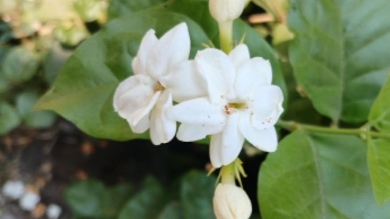 Tidur Cepat dan Berkualitas? Coba Letakkan 5 Tanaman Hias Ini di Kamar!