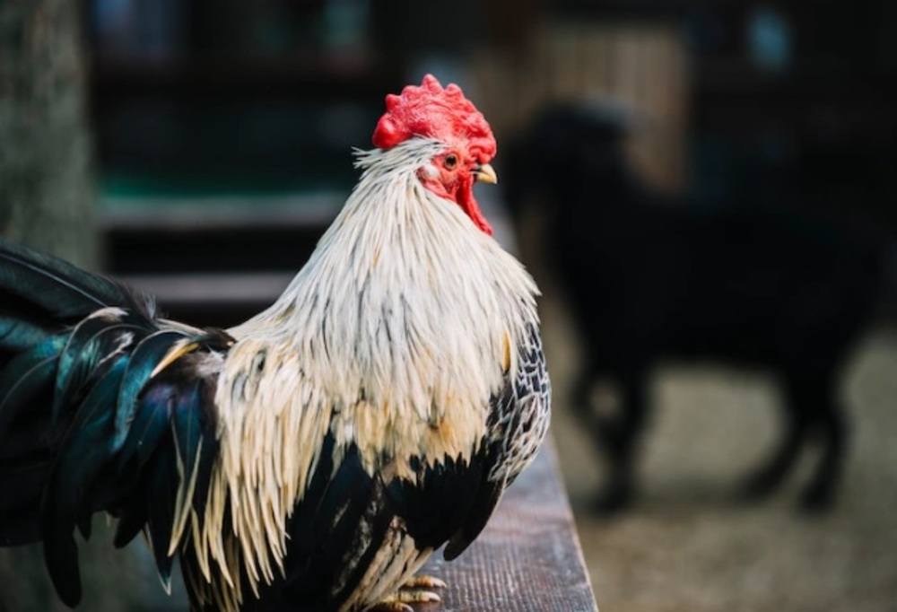 Ini Dia 12 Ayam Hias yang Paling Dicari, Ada yang Harganya Rp25 Juta Perekor