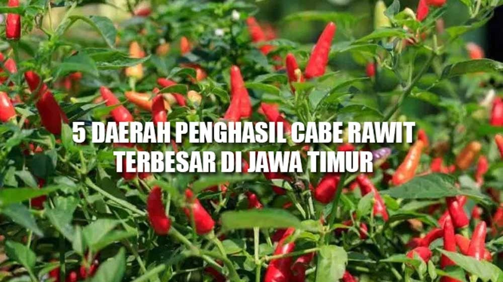 5 Daerah Penghasil Cabai Rawit Terbesar di Jawa Timur, Bukan Blitar Juaranya Tapi Kota Ini