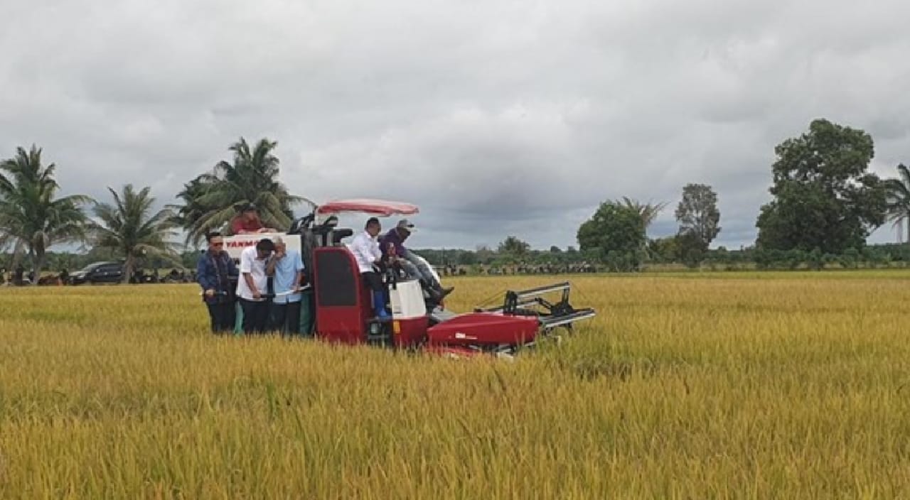 Dinas Pertanian Sumsel Sebut Produksi Padi di Sumsel Stabil Walupun Kemarau Panjang 