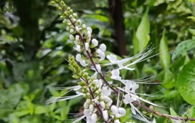 Ternyata Tanaman Kumis Kucing Bisa Mengatasi Masalah Keputihan loh