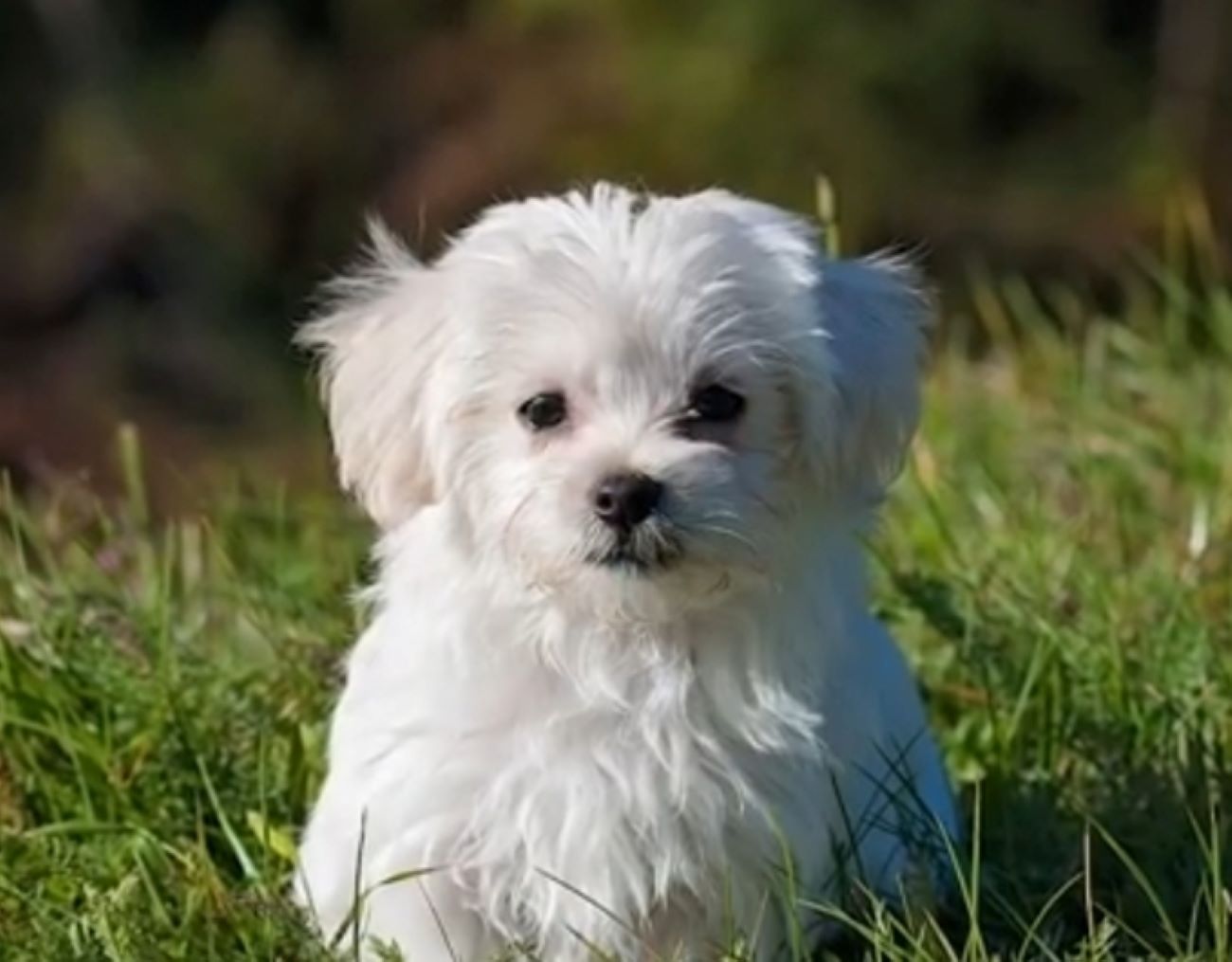 Sebaiknya Anda Tahu! Inilah 5 Alasan Anjing Suka Guling-Guling di Rumput