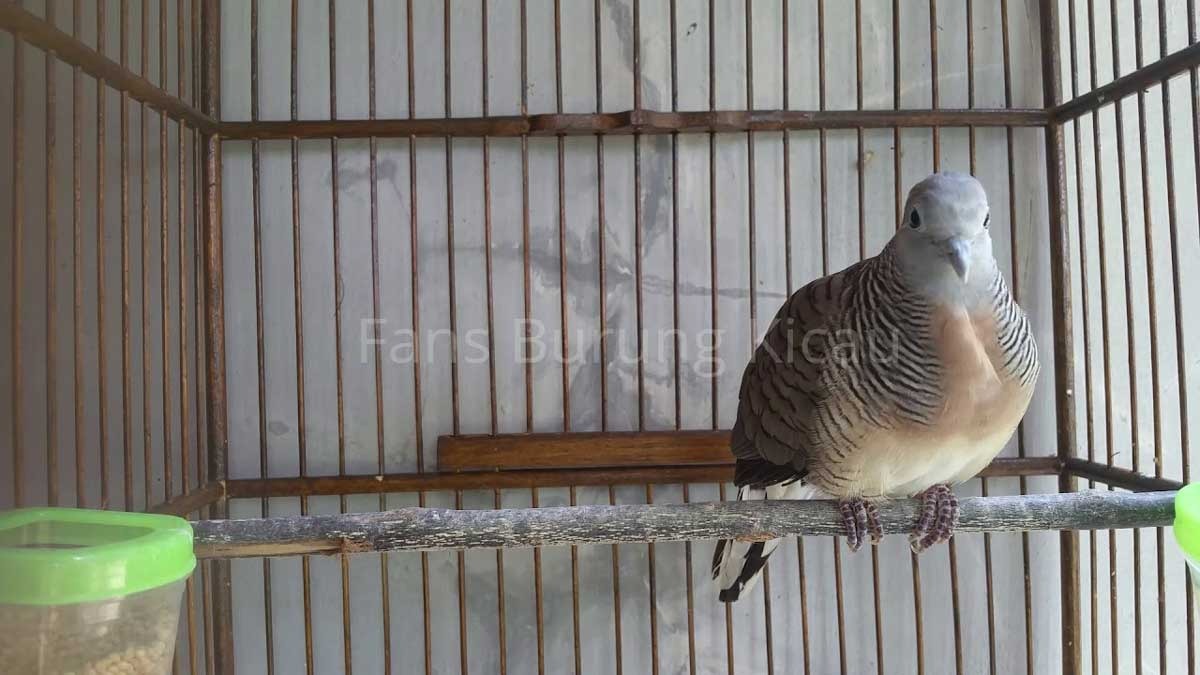 Mengenal Karakteristik Burung Perkutut Jawa, Disebut Pemilik Tuah atau Yoni yang Bisa Mendatangkan Rezeki