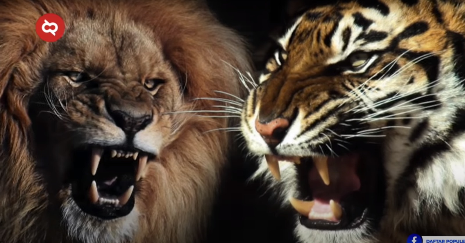 Mengapa Singa Disebut Raja Hutan Bukan Harimau? Ini Jawabannya