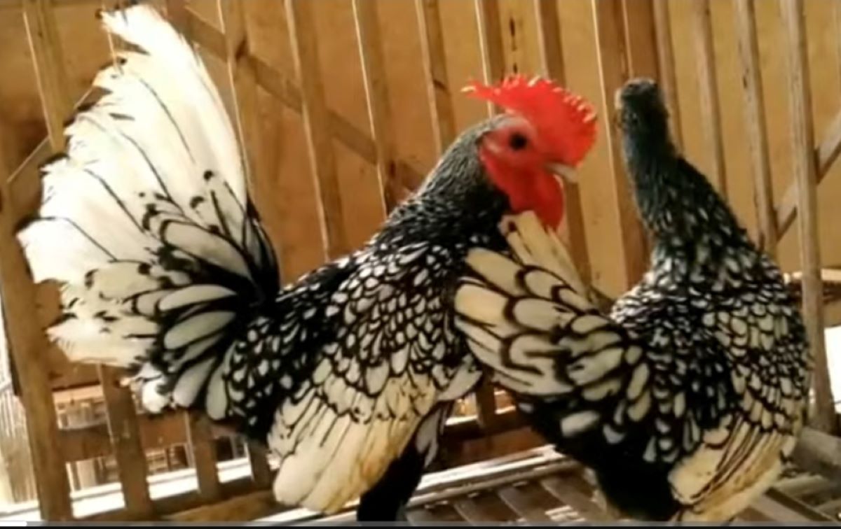 Ini 9 Jenis Ayam Hias Paling Populer di Kalangan Kolektor