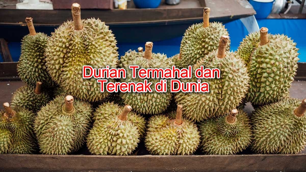 5 Durian Termahal dan Terenak di Dunia, Salah Satunya dari Indonesia, Namanya Unik, Soal Rasa Boleh Diadu!