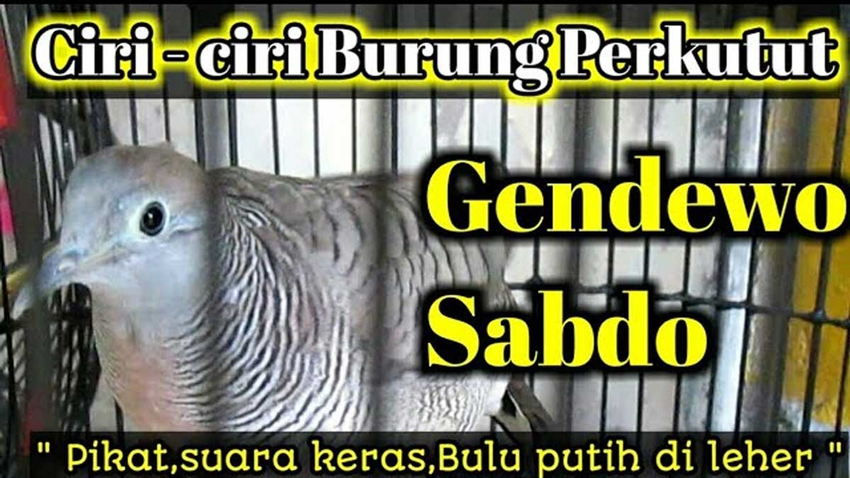 Keunikan Pamor Perkutut Katuranggan Gendewo Sabdo, Dapat Menentramkan Hati dan Keharmonisan, Ini Ciri-cirinya