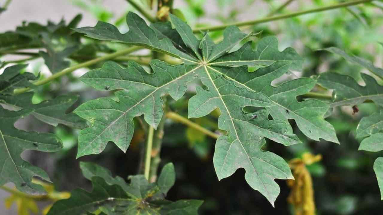 Pahit Tapi Sakti! Ini Deretan Manfaat Daun Pepaya yang Jarang Diketahui