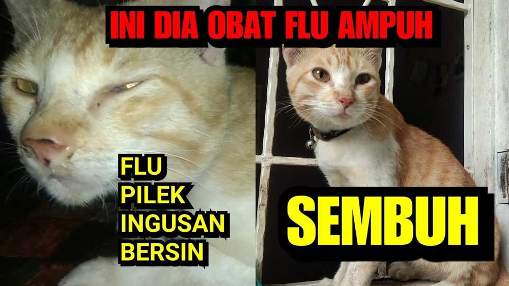 Cara Aman dan Ampuh Mengobati Kucing Pilek Tanpa Obat