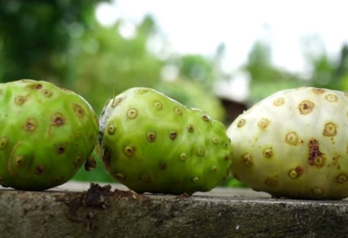 Sebaiknya Kamu Tahu! Ini 11 Manfaat Buah Mengkudu, Salah Satunya Meningkatkan Kekebalan Tubuh