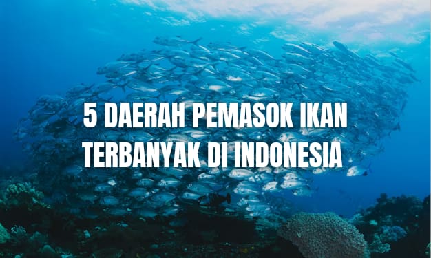 5 Daerah Pemasok Ikan Terbanyak di Indonesia, Ada Daerah Rumahmu?