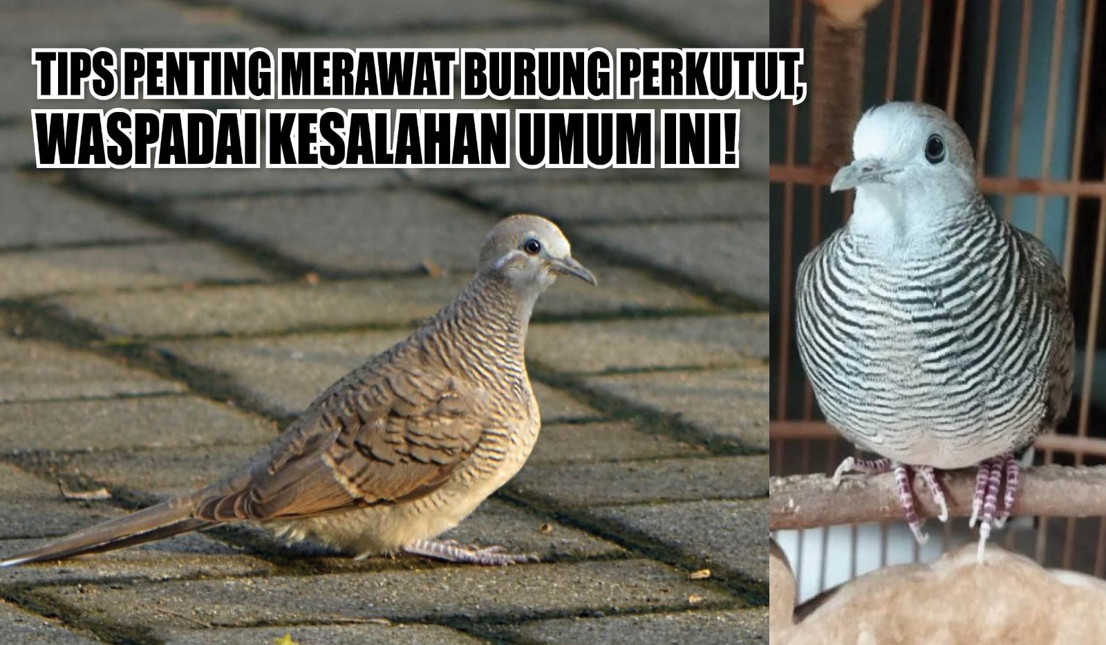 Tips Penting Merawat Burung Perkutut, Waspadai Kesalahan Umum Ini Jika Tidak Ingin Berakibat Fatal